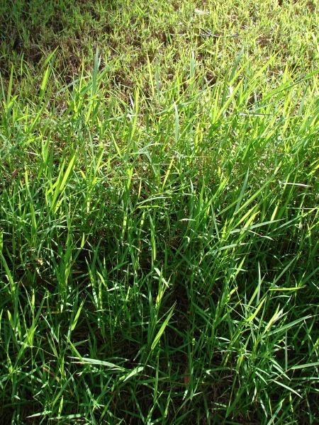 African couch grass (Digitaria abyssinica), habit, Maui, Hawaii