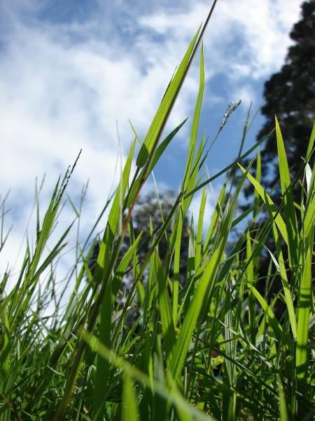 African couch grass (Digitaria abyssinica), habit, Maui, Hawaii