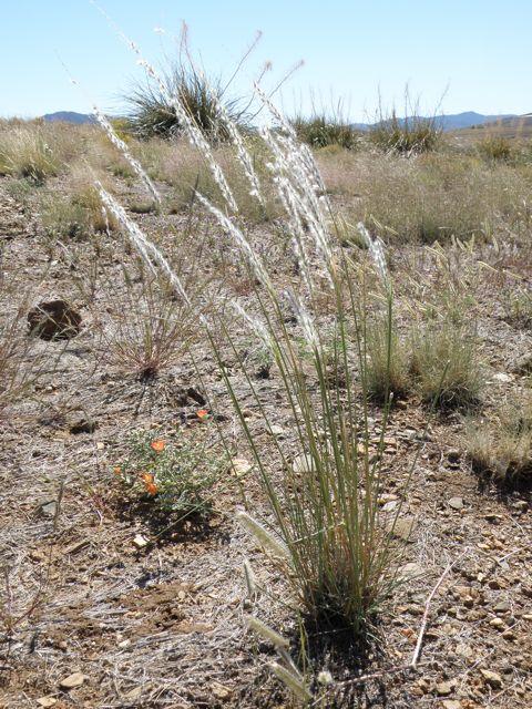 Arizona cottontop (Digitaria californica), habit, Prescott, Arizona