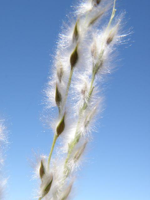 Arizona cottontop (Digitaria californica), spikelets, Prescott, Arizona