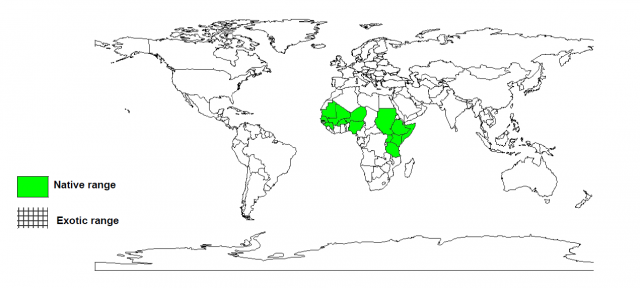 Worldwide distribution of Combretum aculeatum