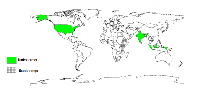 Ceiba pentandra distribution