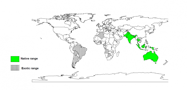 World distribution of Albizia lebbeck