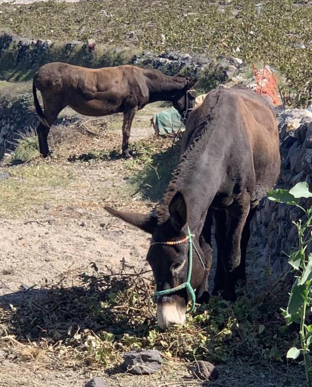 Donkey eating vine leaves in Santorini (Greece)