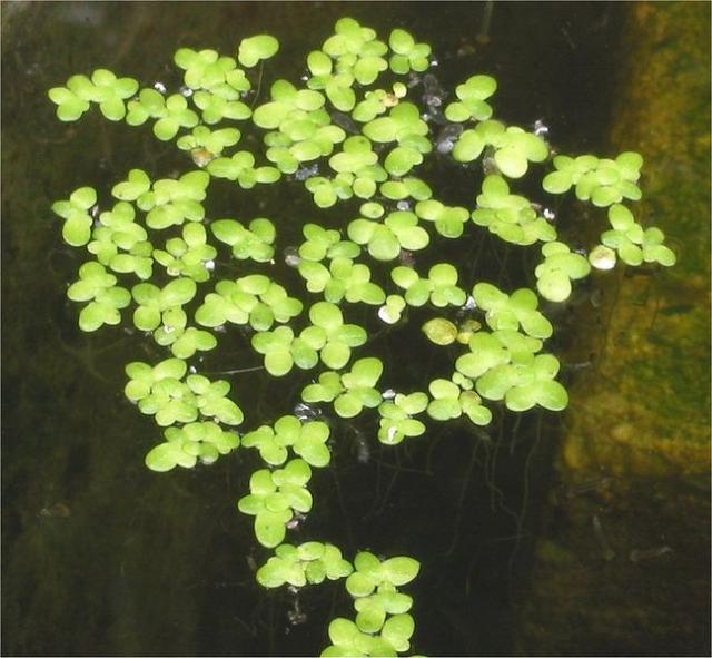 Duckweeds: Lemna minor