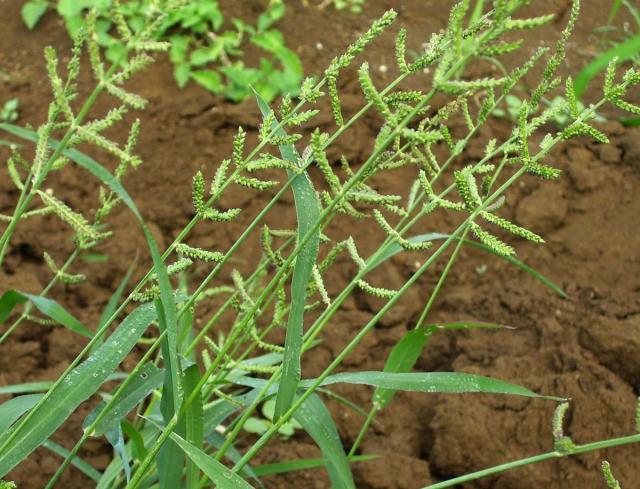 Jungle rice (Echinochloa colona), habit