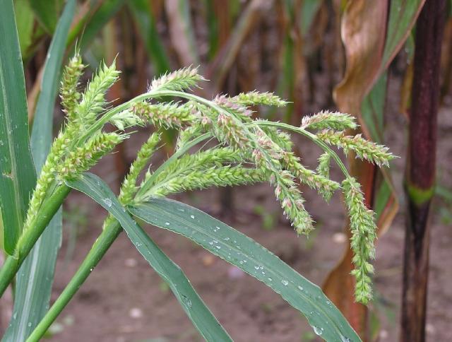 Cockspur grass (Echinochloa crus-galli), inflorescence