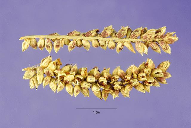 Antelope grass (Echinochloa pyramidalis), seeds
