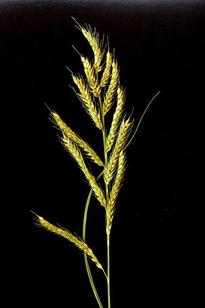 Burgu (Echinochloa stagnina) seeds Feedipedia