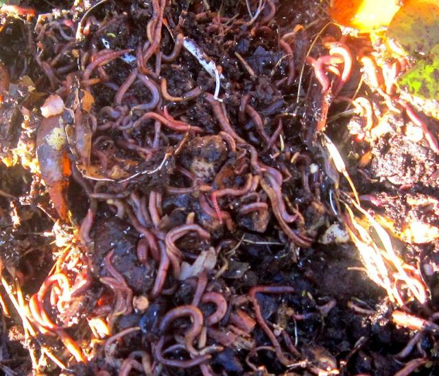 Earthworms in vermicompost