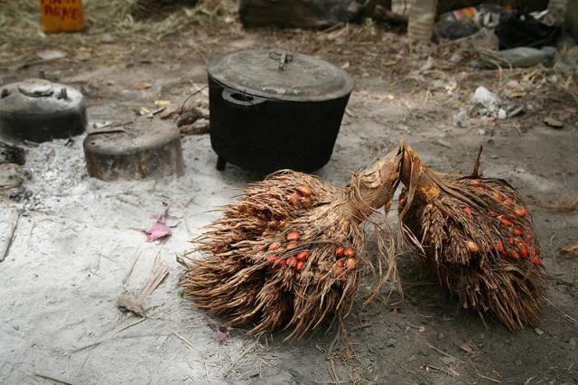 Palm (Elaeis guineensis) bunches, Senegal