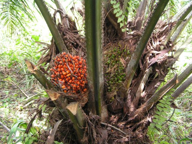 Palm (Elaeis guineensis) bunches on tree