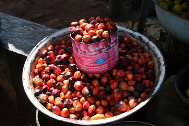 Oil palm (Elaeis guineensis) fruits, Burkina Faso
