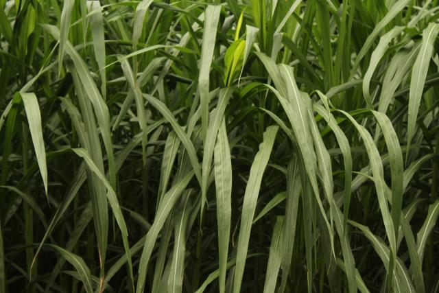 Elephant grass (Pennisetum purpureum)