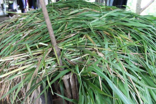 Elephant grass (Pennisetum purpureum) | Feedipedia