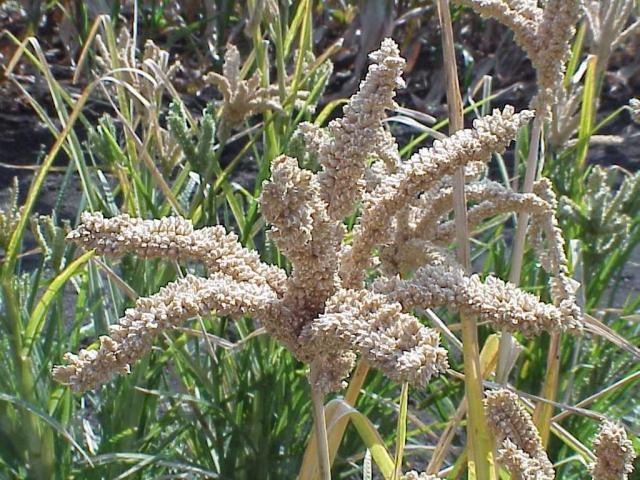 Finger millet (Eleusine coracana)