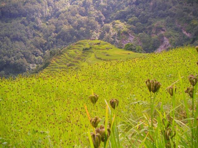 Fields of finger millet (Eleusine coracana)
