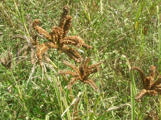 Finger millet (Eleusine coracana)