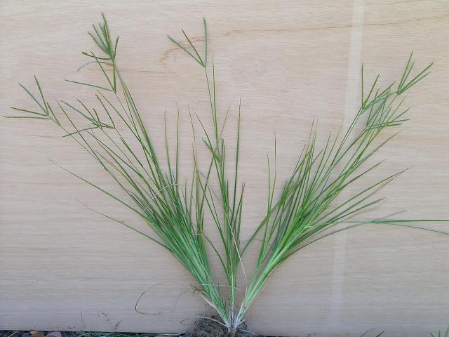 Goose grass (Eleusine indica) habit and spikes