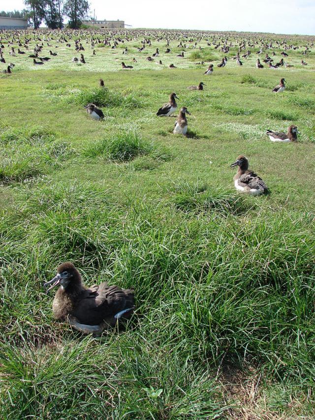 Goose grass (Eleusine indica) stand and albatross