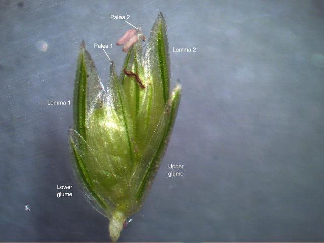 Goose grass (Eleusine indica) spikelet
