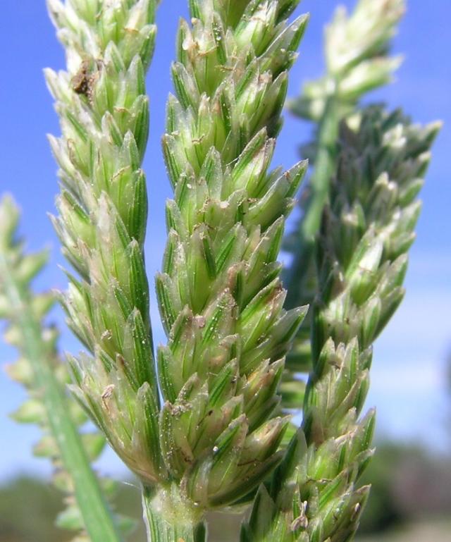 Goose grass (Eleusine indica) spikes