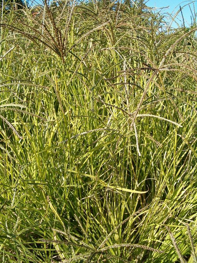 Goose grass (Eleusine indica) habit