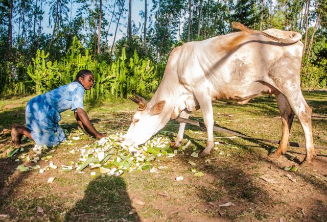 Feeding enset leaves and pseudostems to cattle