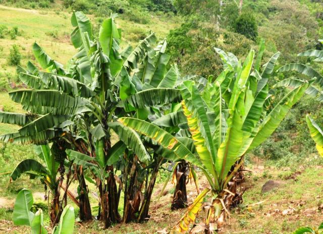 Enset (Ensete ventricosum) field