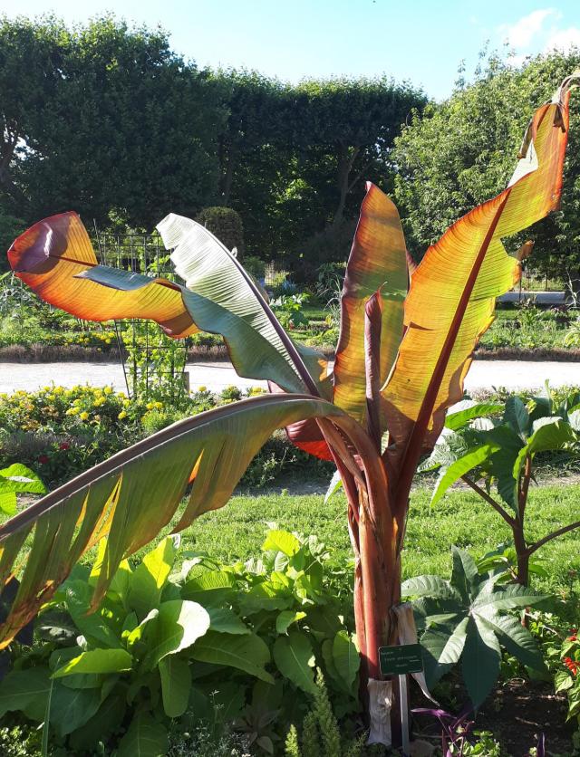 Enset (Ensete ventricosum), habit, Jardin des plantes, Paris