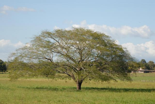 Guanacaste (Enterolobium cyclocarpum), habit