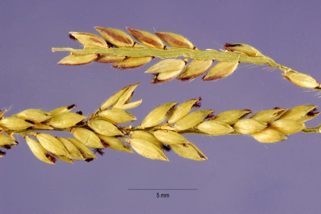 Carib grass (Eriochloa ploystachya) seed head, USA