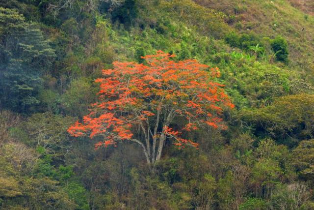 Poro (Erythrina poeppigiana) habit