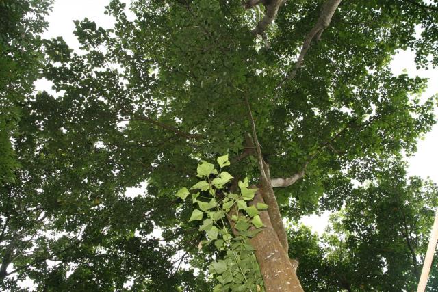Poro (Erythrina poeppigiana) bole, leaves and crown