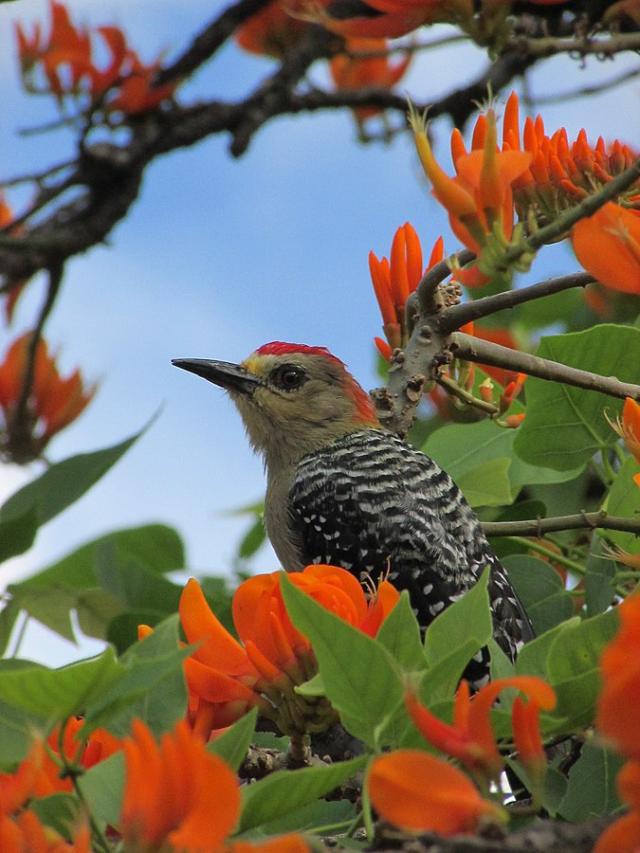 Bird (Melanerpes rubricapillus) in poro (Erythrina poeppigiana) tree, Venezuela