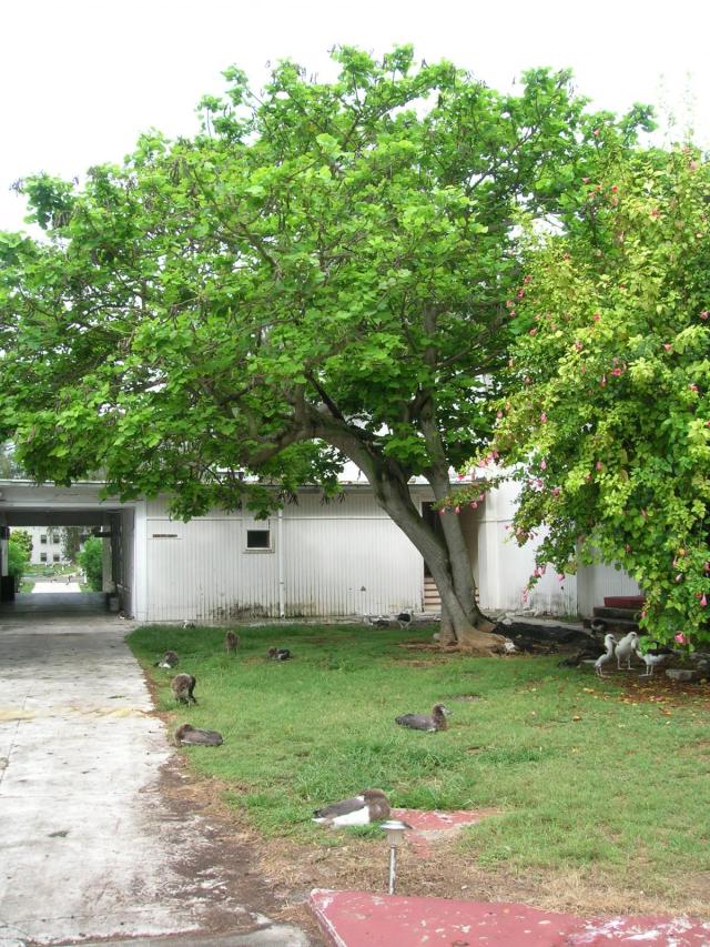 Coral tree (Erythrina variegata) habit, Midway Atoll, USA