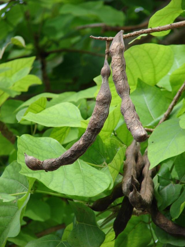 Coral tree (Erythrina variegata) leaves and pods, Midway Atoll, USA