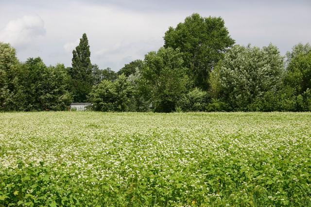 Buckwheat (Fagopyrum esculentum) blooming field