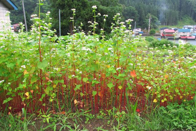 Buckwheat (Fagopyrum esculentum) plant habit