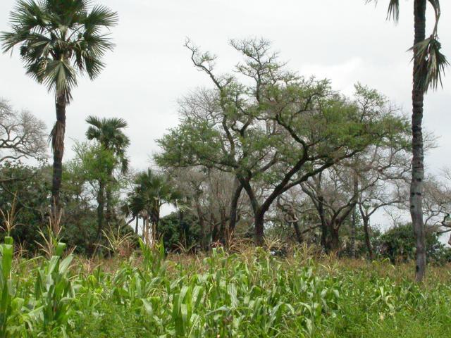 Apple-ring acacia (Faidherbia albida), Burkina Faso