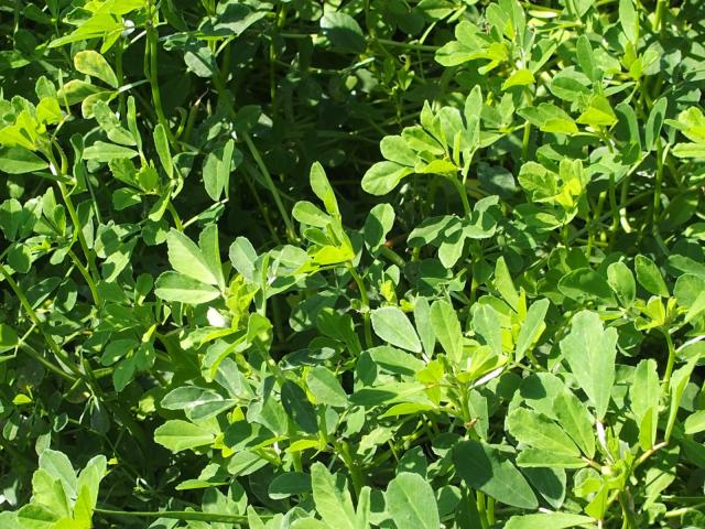 Fenugreek (Trigonella foenum-graecum), green forage