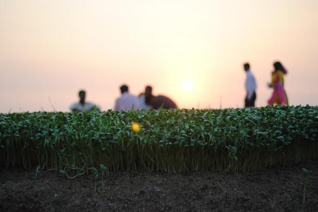 Fenugreek (Trigonella foenum-graecum), field