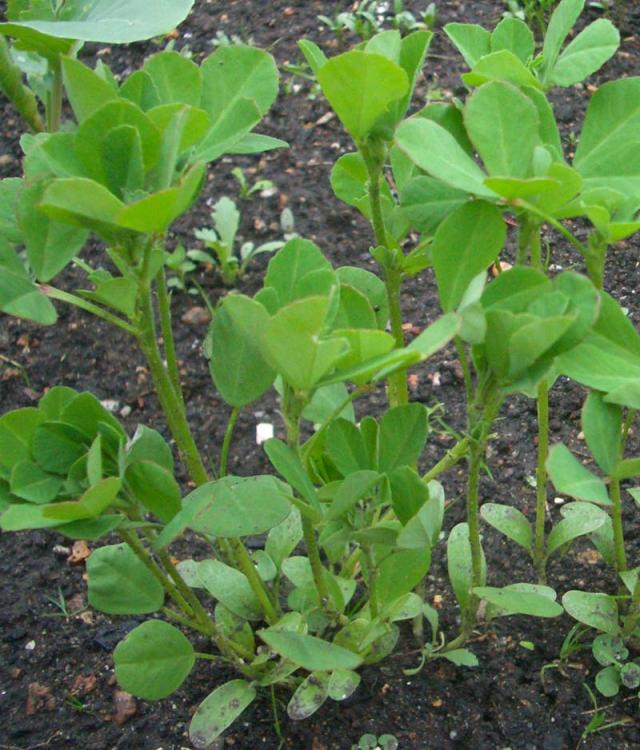 Fenugreek (Trigonella foenum-graecum), young plants