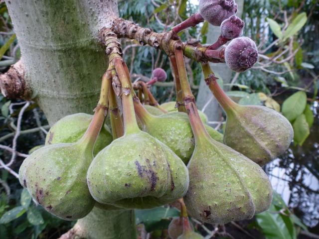 Roxburgh fig (Ficus auriculata), fruits