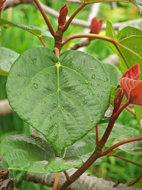 Roxburgh fig (Ficus auriculata), leaf