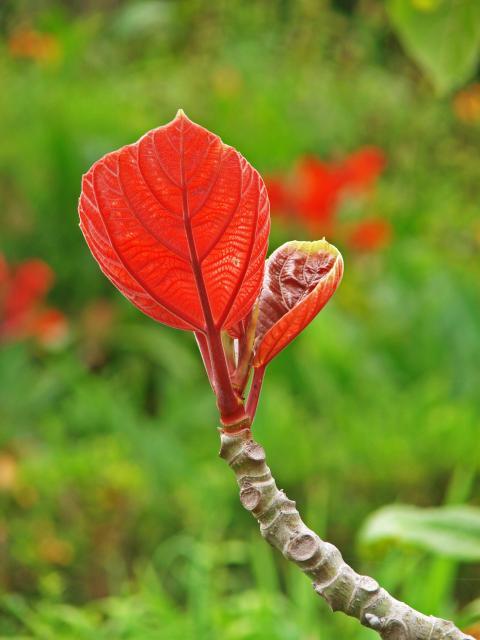 Roxburgh fig (Ficus auriculata), young leaf