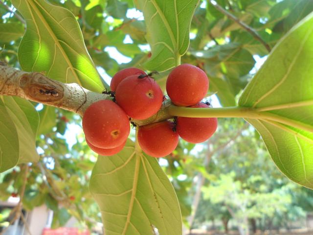 Banyan tree (Ficus benghalensis) fruits and leaves