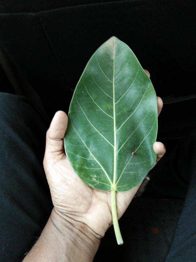Banyan tree (Ficus benghalensis) leaf, upper side