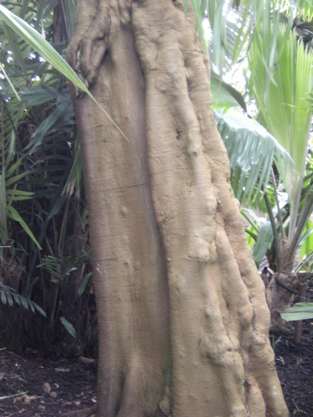 Sacred fig (Ficus religiosa), trunk, Kew Gardens, London