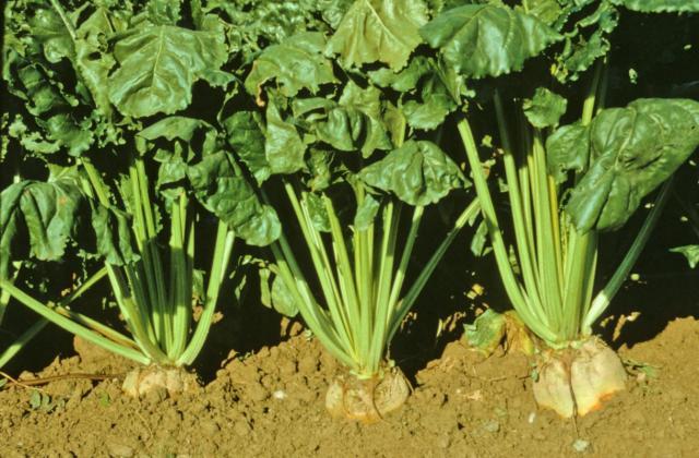 Fodder beets